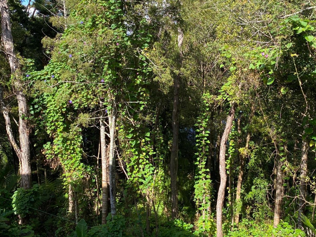 Bush , Birds And Relaxing Moments Auckland Exterior photo